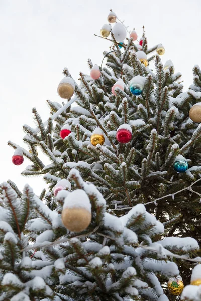 Κλαδιά Από Γούνα Καλυμμένα Χιόνι Και Πολύχρωμα Μπιχλιμπίδια Διακοσμημένο Χριστουγεννιάτικο — Φωτογραφία Αρχείου