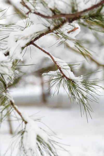 Pine Tree Branch Needles Covered Snow Winter Day Close Vertical — Stock Photo, Image