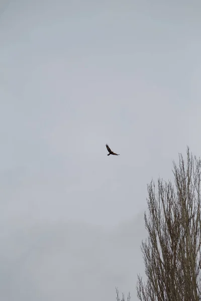 Zburător Stepă Cer Gri Observarea Păsărilor Orintologie Gotic Sumbru Peisaj — Fotografie, imagine de stoc