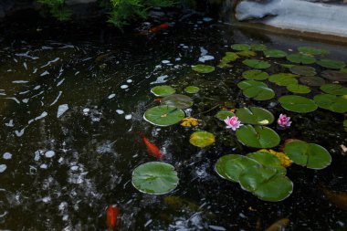 Yeşil yapraklı güzel bir gölet, pembe su çiçekleri ve yüzen kırmızı balıklar. Doğal rezerv flora ve fauna
