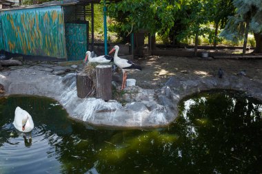 Yuvada iki leylek ailesi, küçük dekoratif gölde yüzen beyaz kuğu. Flora ve Fauna rezervi. Kuş türleri