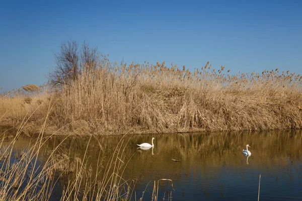 Two Beautiful White Swans Swimming Feeding Lake Pond Reeds Blue — Stockfoto