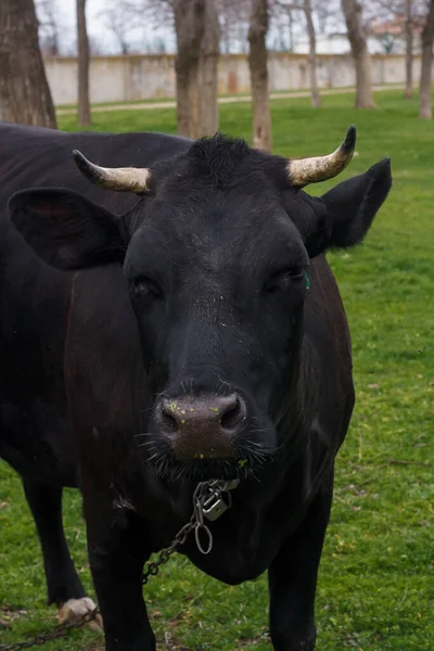 黑色和白色的奶牛在夏天的牧场吃青草 喂牲口 乡下的动物 闭门造车 — 图库照片