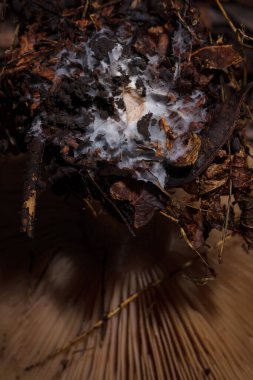 Mycelium of tricholoma mushroom in autumn forest, soft frocused macro shot