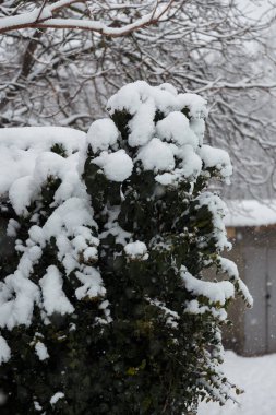 Evergreen Ivy çiti karla kaplı, karlı kış gününde yeşil çitler