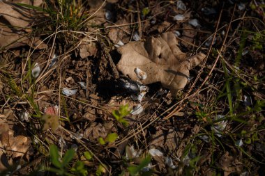 Kara böcek bahar ormanında yaprakların ve çimlerin arasında.