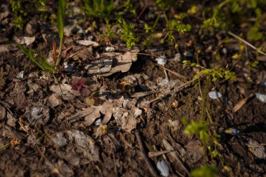 small fluffy bee on the ground among leaves and grass in the spring forest