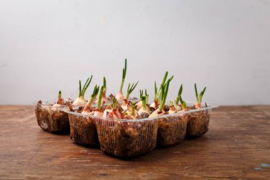 Evde sebze ve sebze yetiştirmek, ahşap arka planda taze taze soğan yetiştirmek. Bahçe ve bahar hasadı