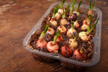 Ev bitkileri, saksı sebzeleri ve yeşiller, ahşap masada taze soğanlar. Mevsimlik hasat, yakın çekim.