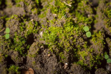 green moss and tiny grass with round leaves on ground, soft focused macro shot. New life spring time