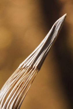 soft focused macro shot of part of a dried plant or flower on blurry brown forest background. Natural texture