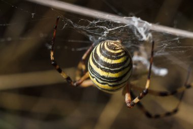 soft focused macro shot of wasp spider agriope bruennichi, black yellow striped poisonous insect in its cobweb