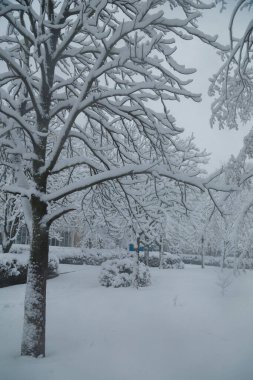 Kışın karla kaplı güzel ağaç dalları, kar yağışı havası, dikey çekim