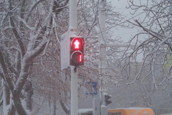 Red traffic light for pedestrians. Beautiful trees covered with snow on a winter snowy day, snowfall weather, close up shot
