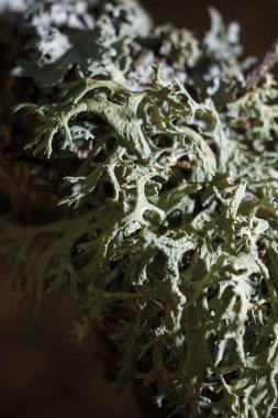 Koyu orman arka planında güzel açık yeşil liken, lichenoloji. Dikey yumuşak odaklı makro çekim