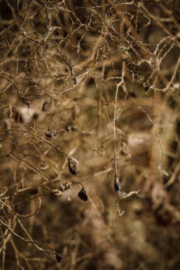 Güz ormanlarında çiçek açan tüylü pamuklu pamukçuk, yumuşak odaklı dikey makro çekim.