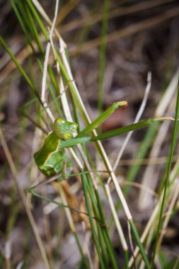 Büyük yeşil Avrupalı genç peygamber devesi veya dalda oturan peygamber devesi dini. Böcekler ve bitkiler. Yumuşak odaklı makro çekim