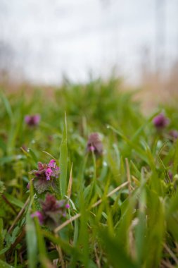 Lamium purpureum plant. Red dead-nettle, purple dead-nettle or purple archangel flowers and foliage with dew drops.