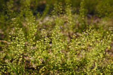 Beautiful grass and tiny flowers on forest ground, tender spring sprouts, natural background. Soft focused shot