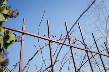 Iron fence with climbing ivy plant and branches with dry rose hip fruits on blue sky background