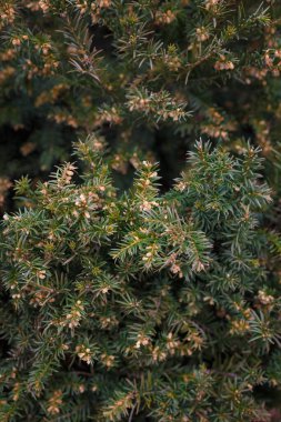 Beautiful coniferous bush branches with many tiny brown cones. Close up shot
