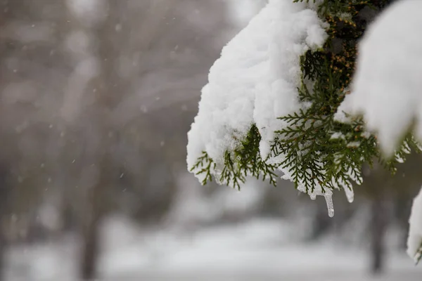Thuja Thuya Branch Coverred Snow Icicles Blurry Background Snowfall Winter Zdjęcie Stockowe
