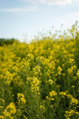 Yellow blooming rapeseed flowers or canola in Ukrainian spring natural meadow on blue cloudy sky background. Biofuel, biodiesel