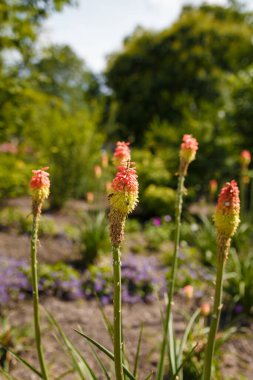 Bright yellow red hot poker flowers closeup on blurry background. Torch lily, tritoma or kniphofia ornamental plant in garden or park