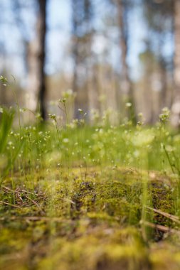 Beautiful grass and tiny flowers on mossy forest ground, tender spring sprouts, natural background. Soft focused vertical shot