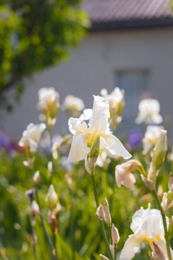 Beautiful white irises in sunlight. White flowers in flowerbed on sunny day. Tender flower heads with big petals