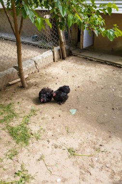 Two black decorative hens, birds in aviary, zoo cage. Reserve flora and fauna. Ornithology.