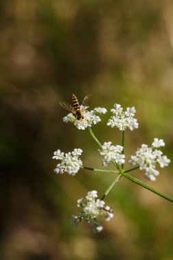 Uzun ömürlü uçan sinekler, frengili sinekler ya da sphaerophoria scripta bitkinin üzerinde oturan küçük beyaz çiçekler, böceklerin yaşamı