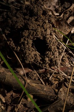 Yumuşak odaklı makro siyah karınca çekimi yerdeki karınca yuvasına geliyor. İlkbahar ve vahşi yaşam böcekleri