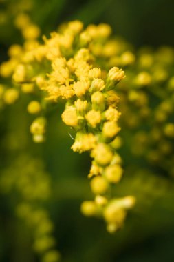 Güzel sarı çiçekli Solidago bitkisi, genellikle küçük tomurcukları ve çiçekleri olan altın tomurcukları olarak bilinir, dikey, yumuşak, makro bir çekim.