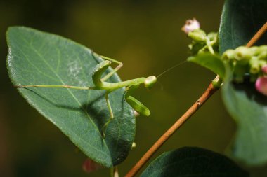 Kar çileği dalında oturan küçük yeşil Avrupalı peygamber devesi ya da peygamber devesi dini. Böcekler ve bitkiler. Yumuşak odaklı makro çekim