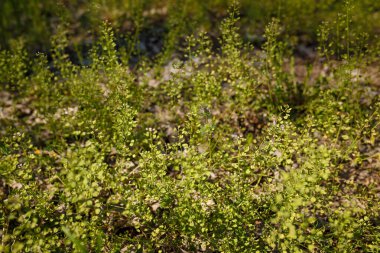 Beautiful grass and tiny flowers on forest ground, tender spring sprouts, natural background. Soft focused shot