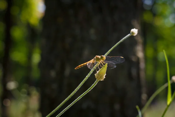 Macro Tiro Suave Enfocado Libélula Sentado Planta Vida Los Insectos —  Fotos de Stock