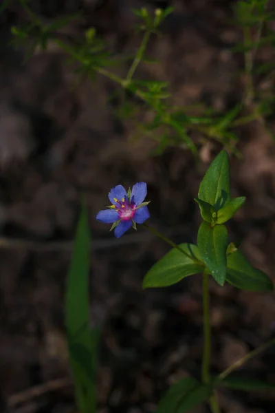 Drobná Modrá Květinka Zelenými Listy Lysimachia Foemina Pimpemel Nebo Chudák — Stock fotografie