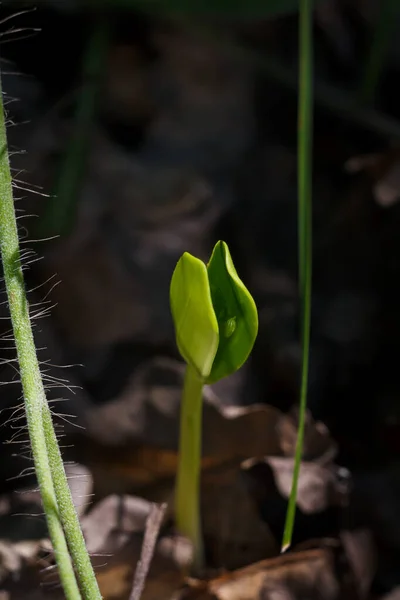 Kleine Groene Spruit Grond Zaailing Met Twee Tere Bladeren Donkere — Stockfoto