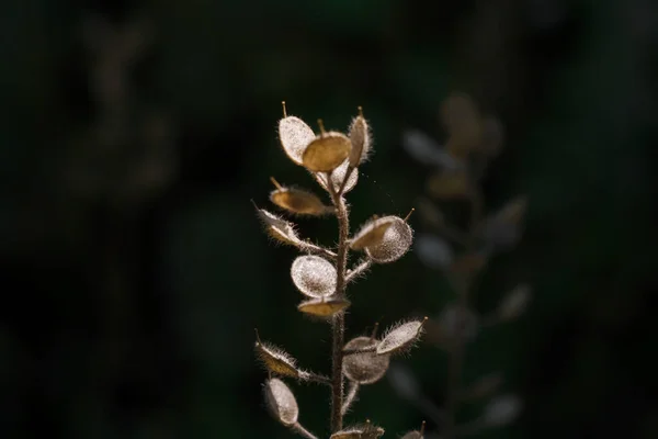 Piękna Sucha Roślina Brązowymi Okrągłymi Małymi Liśćmi Ciemnym Tle Promieniach — Zdjęcie stockowe