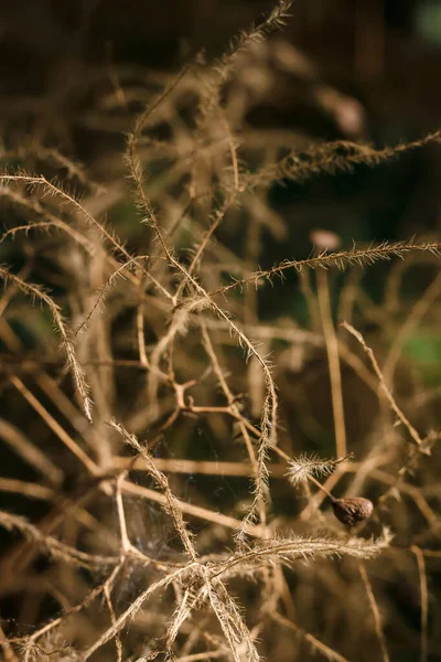 Schöne Flauschige Cotinus Coggygria Blüte Herbstwald Makroaufnahme — Stockfoto