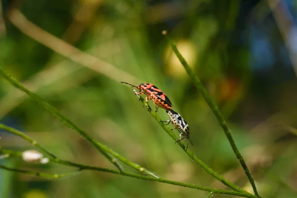 Dos Insectos Escudos Apareándose Planta Verde Eurydema Ornata Familia Pentatomidae —  Fotos de Stock