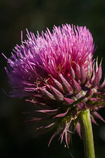 Carduus Thistle Purple Flower Soft Focused Macro Shot — Stock Photo, Image