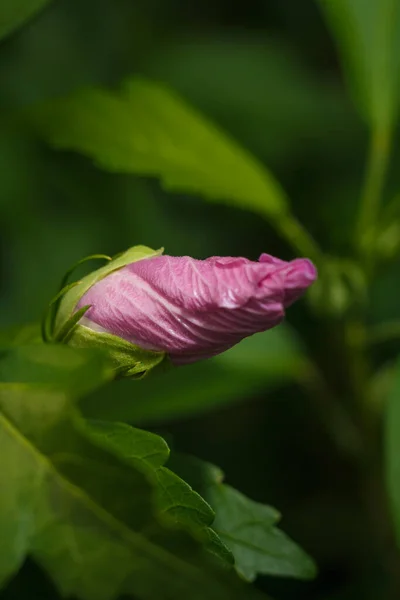 Hibiscus Malvaceae Фиолетовый Розовый Бутон Листья Растение Перед Цветением Весной — стоковое фото