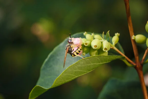 stock image Macro shot of long hoverfly, syrphid fly or sphaerophoria scripta putting head into pink flower, insects life close up