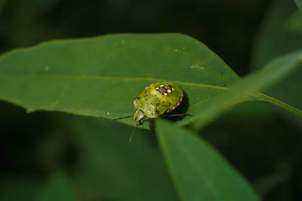 緑の野菜臭虫ネザラ ヴィリドゥラ 緑の葉の南盾虫 ソフトフォーカスマクロショット — ストック写真