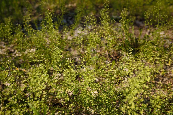 Трава Крошечные Цветы Лесной Почве Нежная Весна Естественный Фон Мягкий — стоковое фото