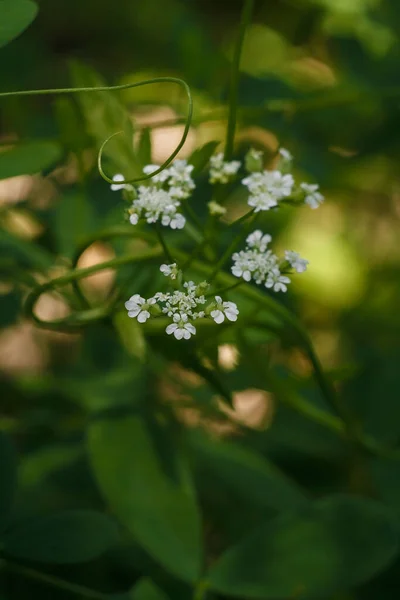 Torilis Arvensis Uzun Çorap Yok Edici Beyaz Küçük Çiçekler Yeşil - Stok İmaj