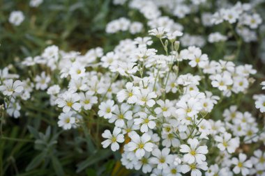 Phlox subulata Beyaz zevki ya da yosun dağı fenik çiçekleri, bitkisel süslenme bitkisi, doğal çiçek arkaplanı, kapat
