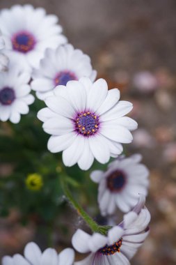 Soprano white osteospermum or dimorphotheca flowers, African daisy or star of the veldt. Spring garden ornamental flowering plants clipart